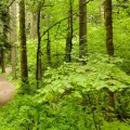 The Best Family-Friendly Hikes in Clark County, Washington