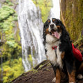 The Ultimate Guide to Dog-Friendly Hiking Trails in Clark County, Washington