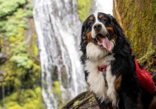 The Ultimate Guide to Dog-Friendly Hiking Trails in Clark County, Washington